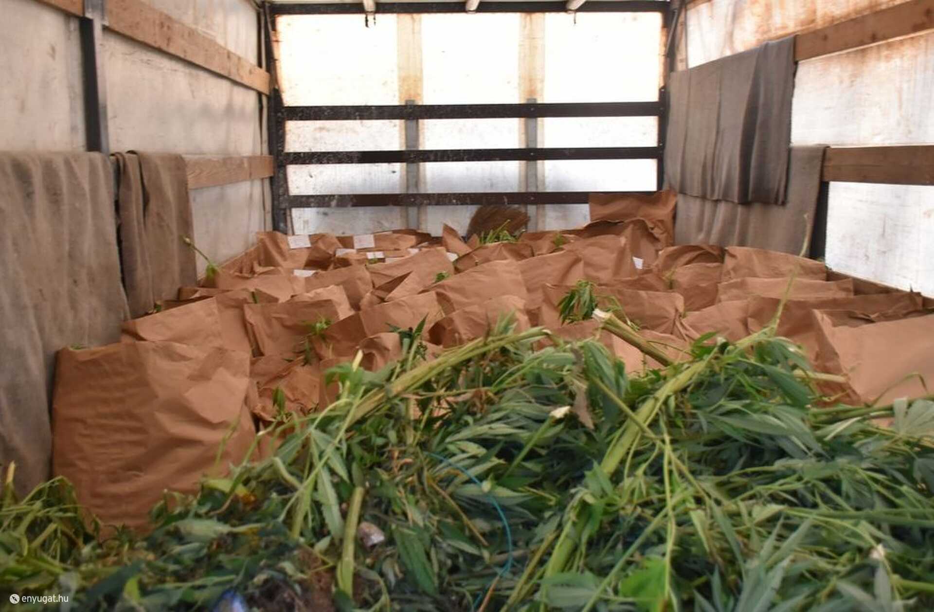 Az ültetvényről származó és szárítás alatt álló cannabiszra is rábukkantak a rendőrök.