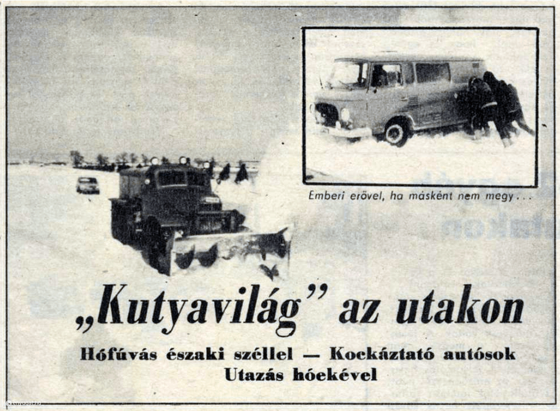 Kutyavilág az utakon - Forrás: Napló