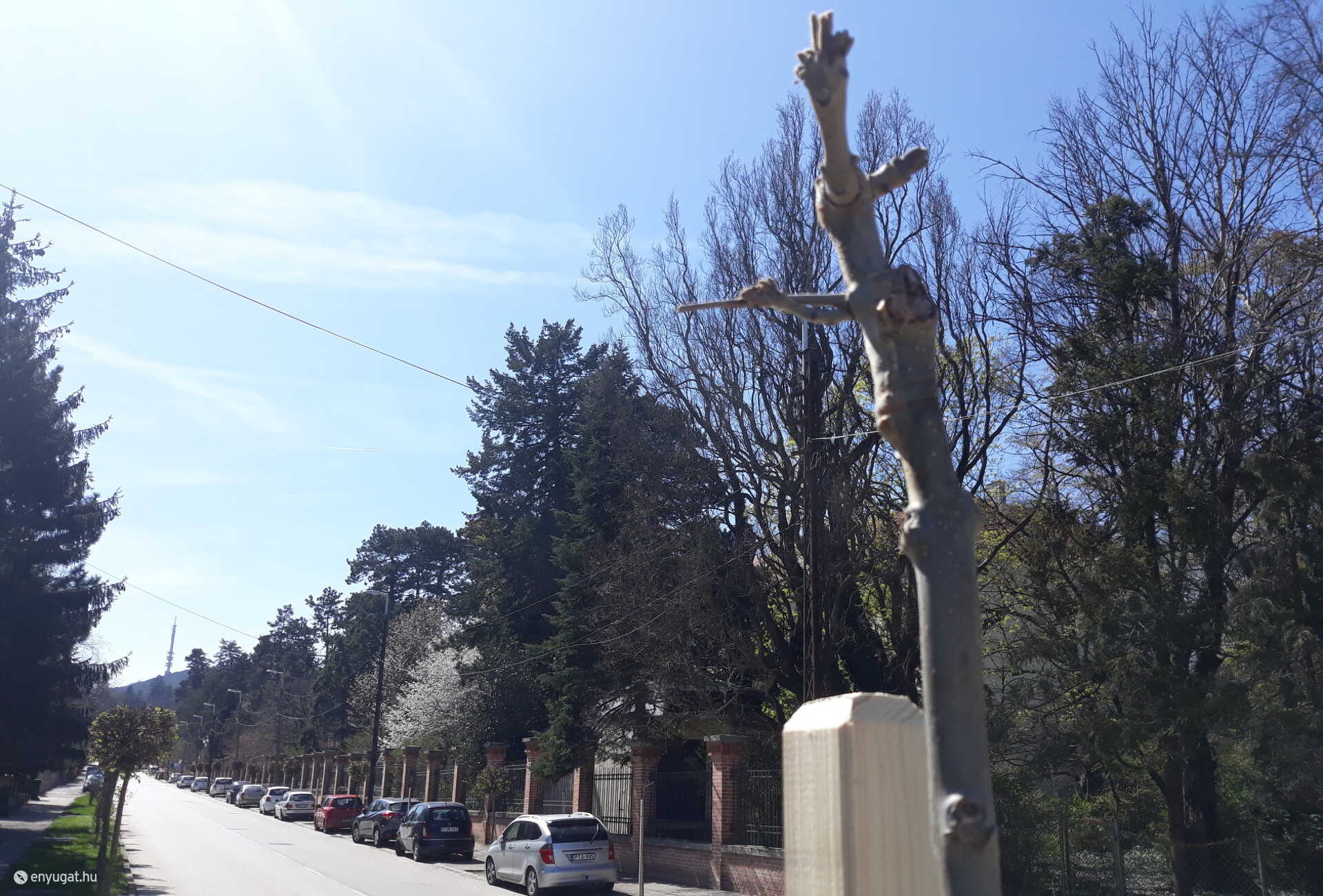 Gyalogosoknak és autósoknak is vigyáznia kellene a törékeny csemetékre.