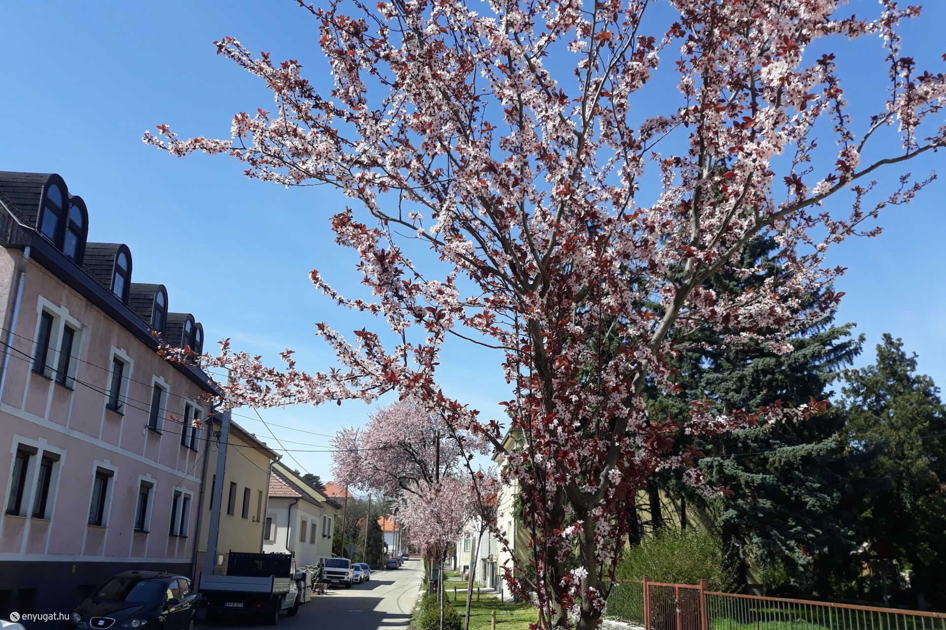 A Borsmonostori utca rózsaszínben.