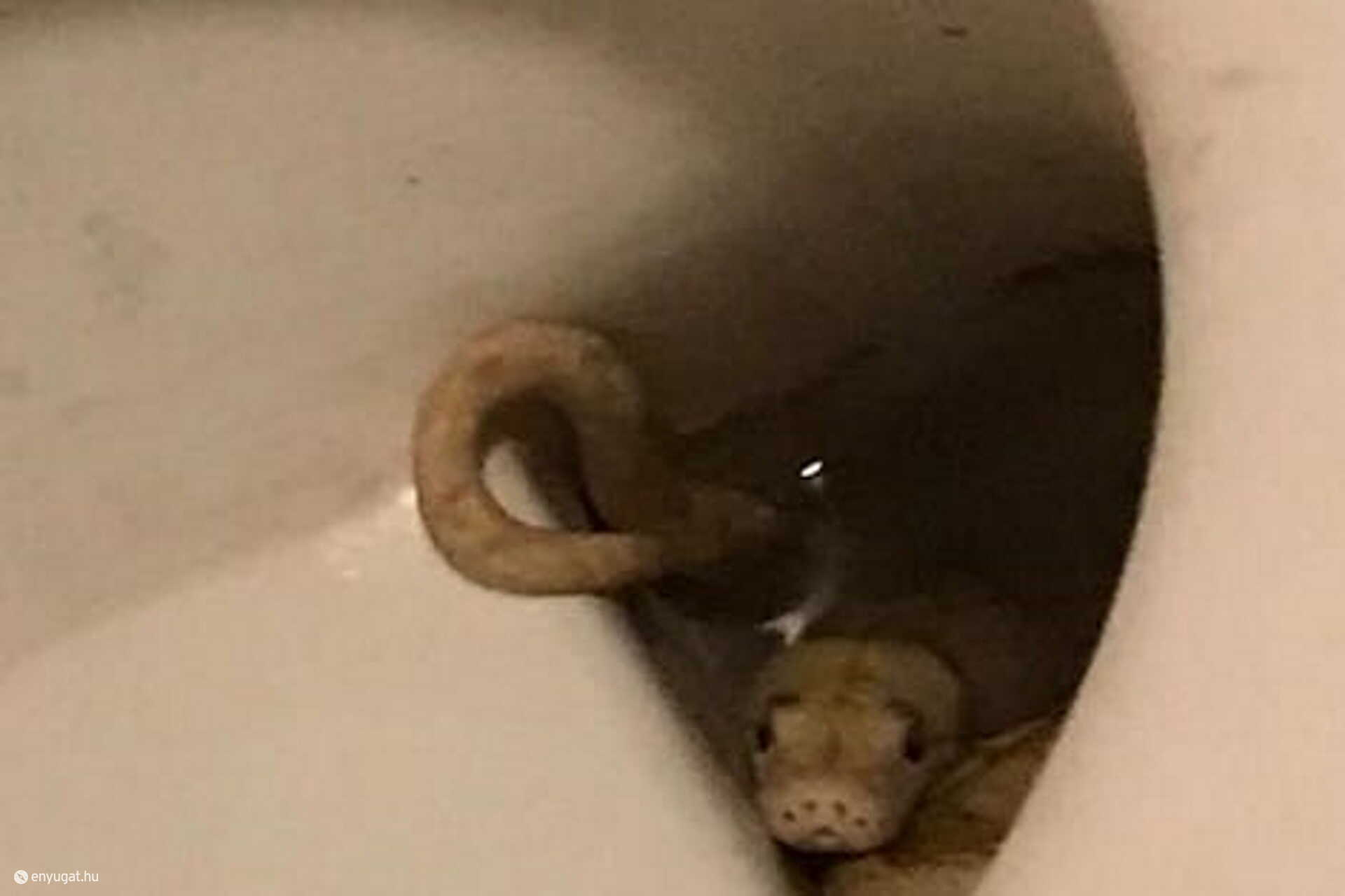 Piton a WC-ben. Az ember azt hinné, ilyesmi csak az óceán túlpartján lehetséges.