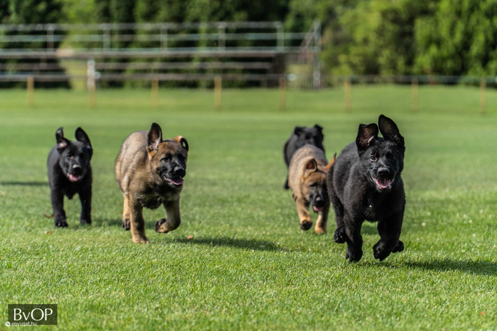 Aura és testvérei boldog kölyökkutyák.