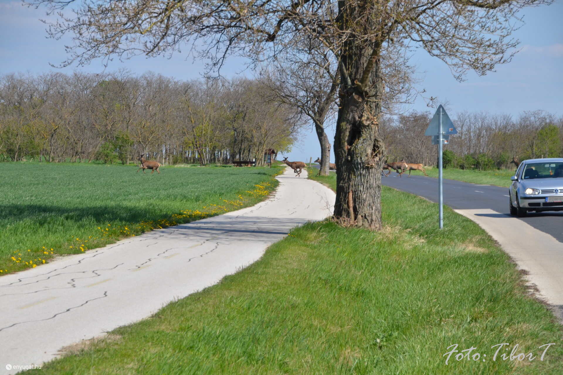 Szarvasrudli szelte át a fertőszéplaki utat.