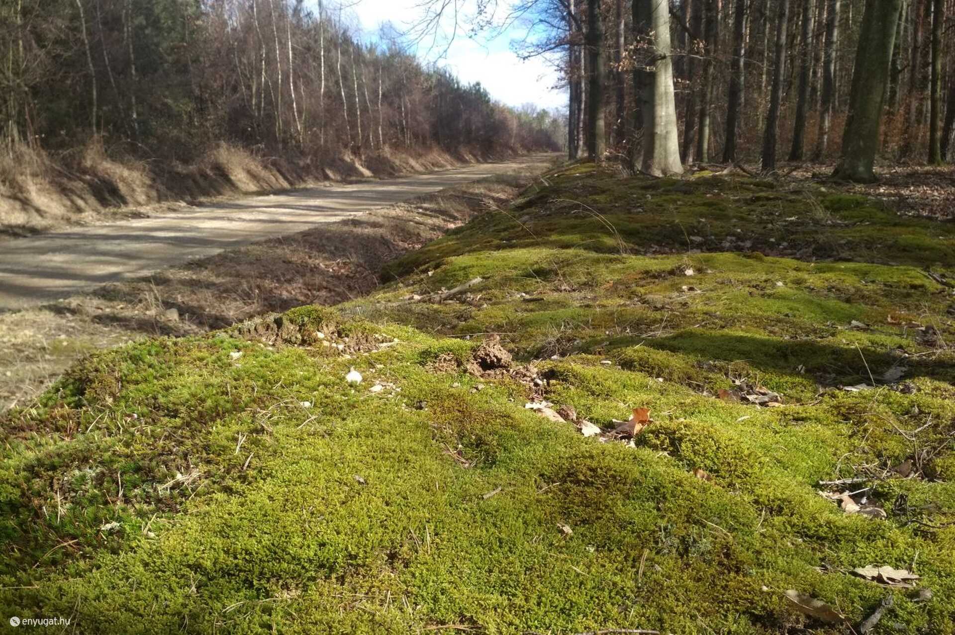 Erdő, Kőszeg, Csepreg, Kőszegfalva, túra