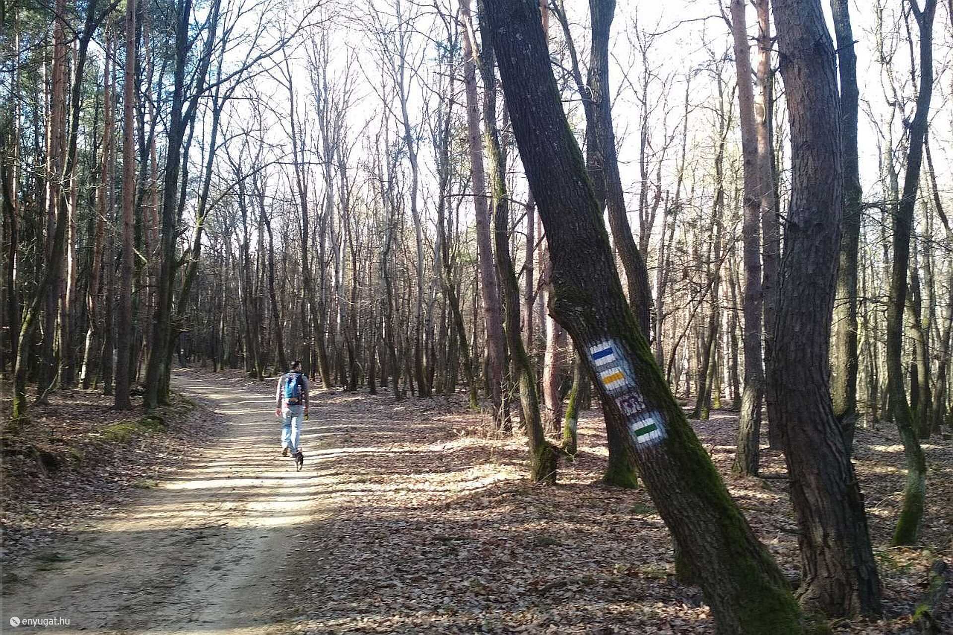 Erdő, Kőszeg, Csepreg, Kőszegfalva, túra