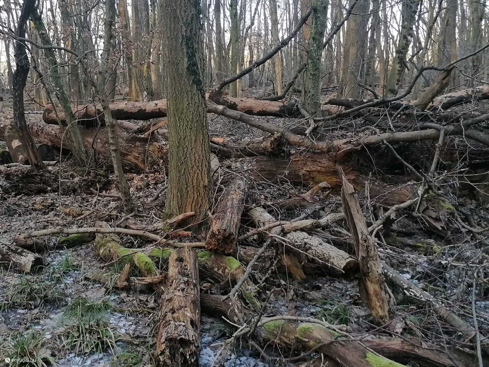 A tőzikés most. Nyilván nem ezt akarják látni a látogatók.