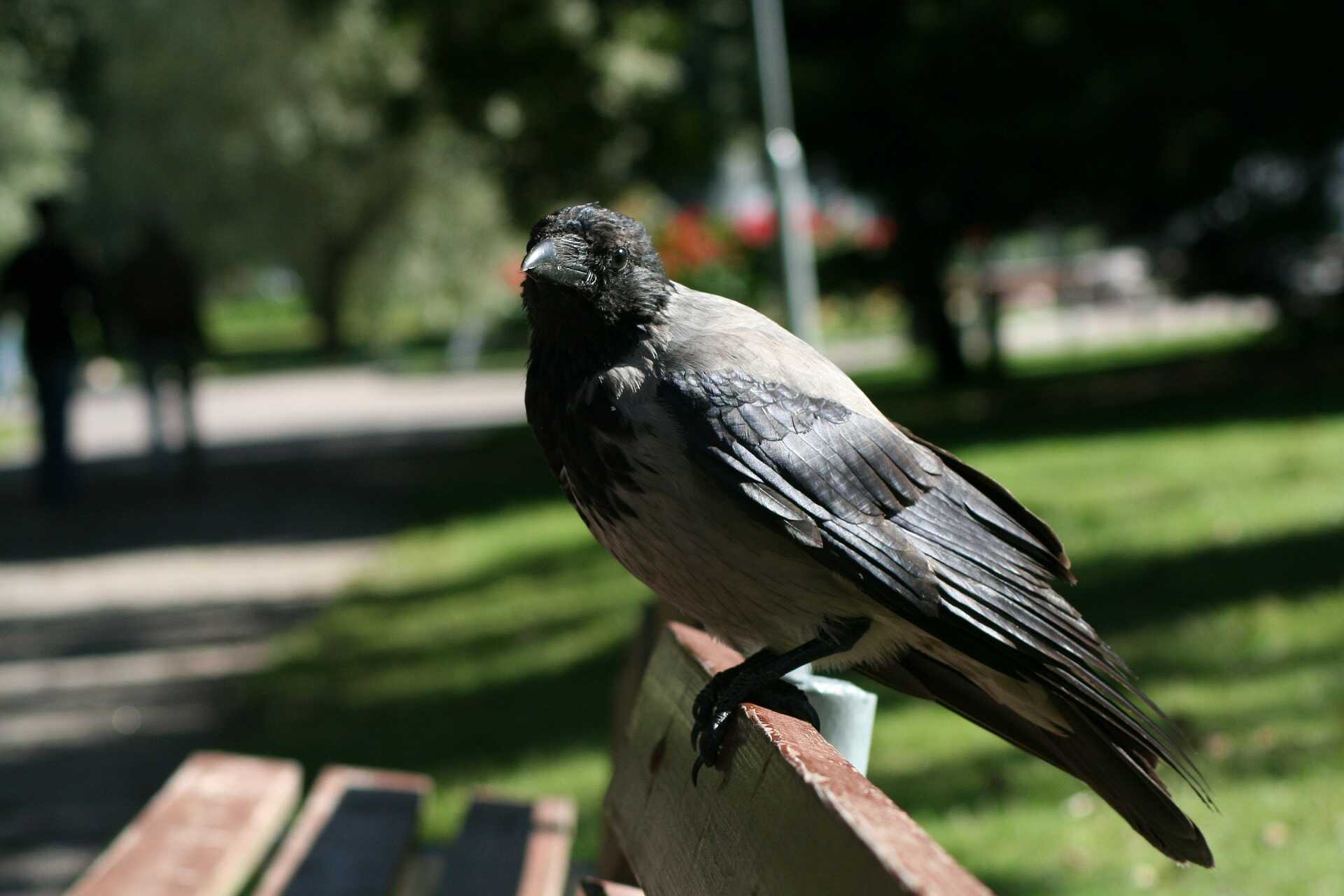 varjú