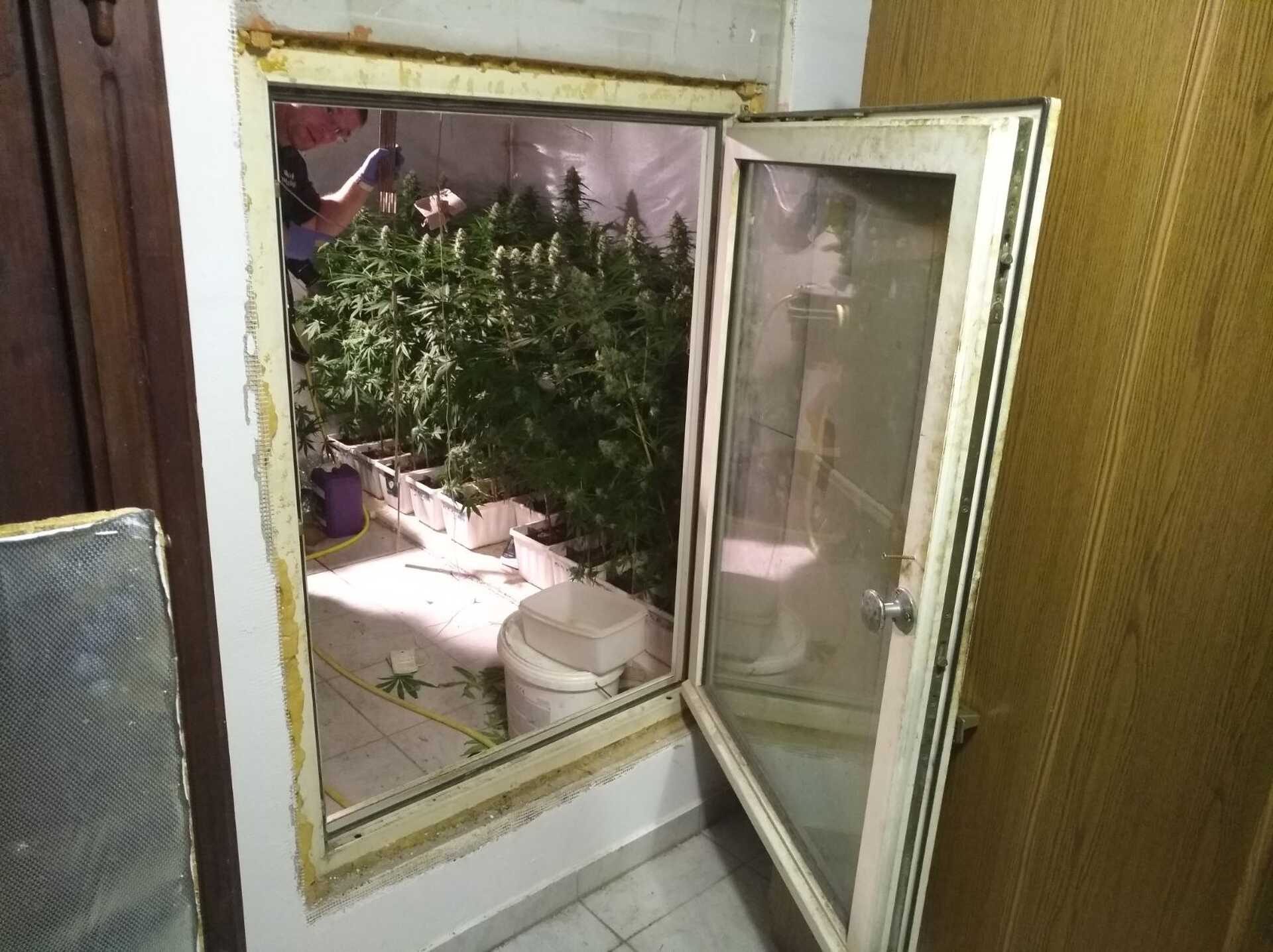 marihuána a pincében