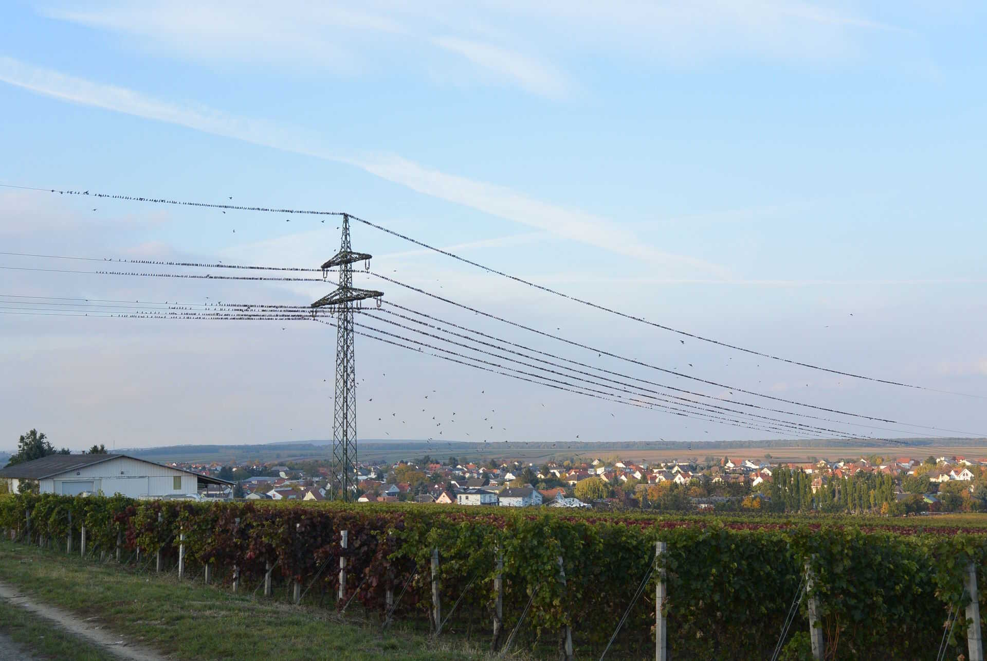 Távvezeték