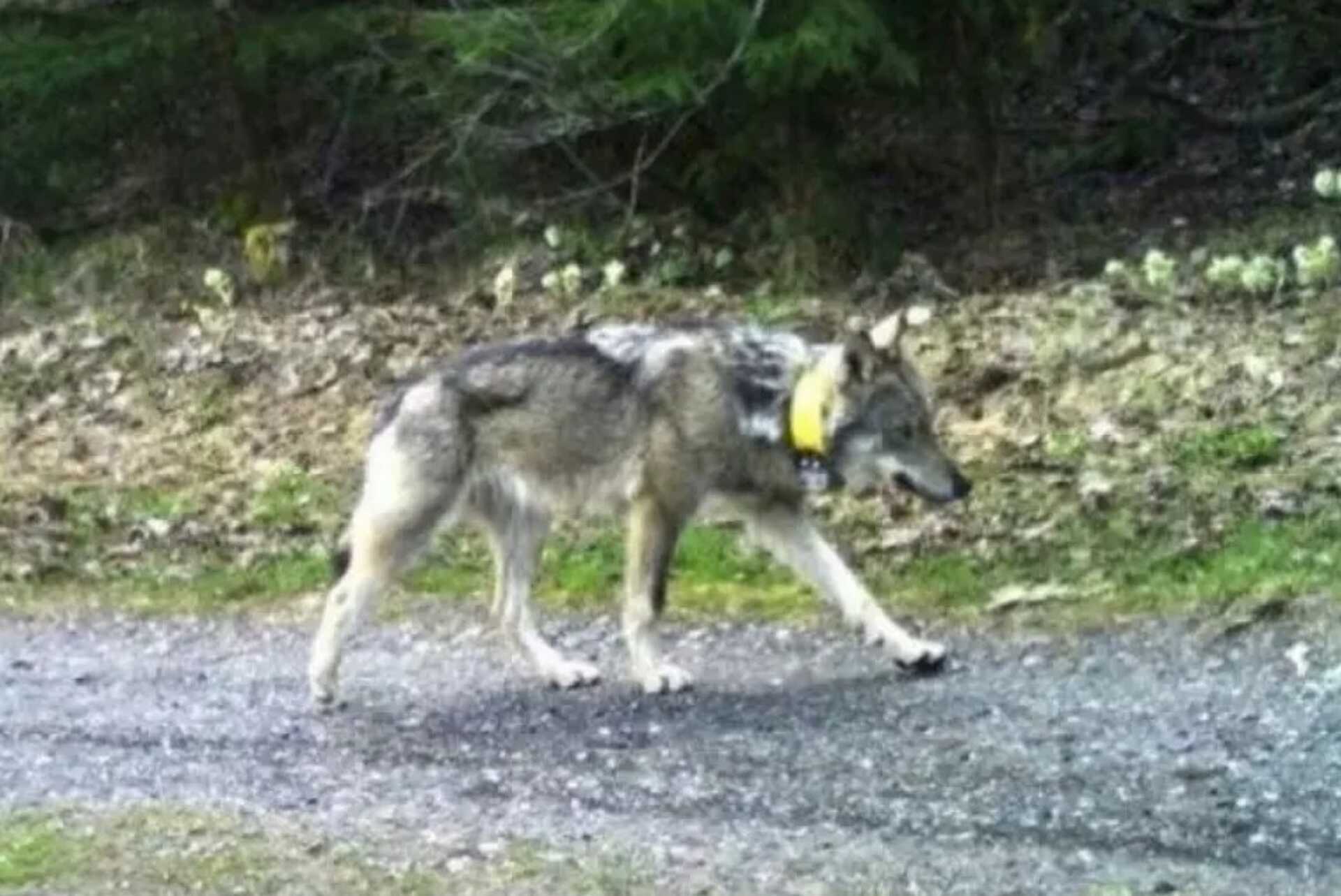 A jeladós farkas