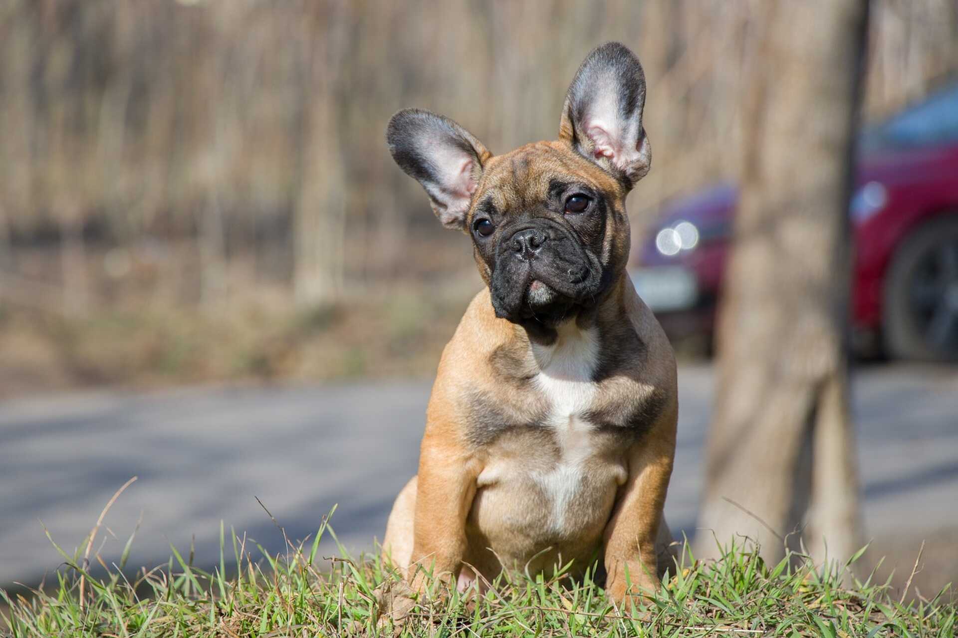 Francia bulldog, kutya, kiskutya