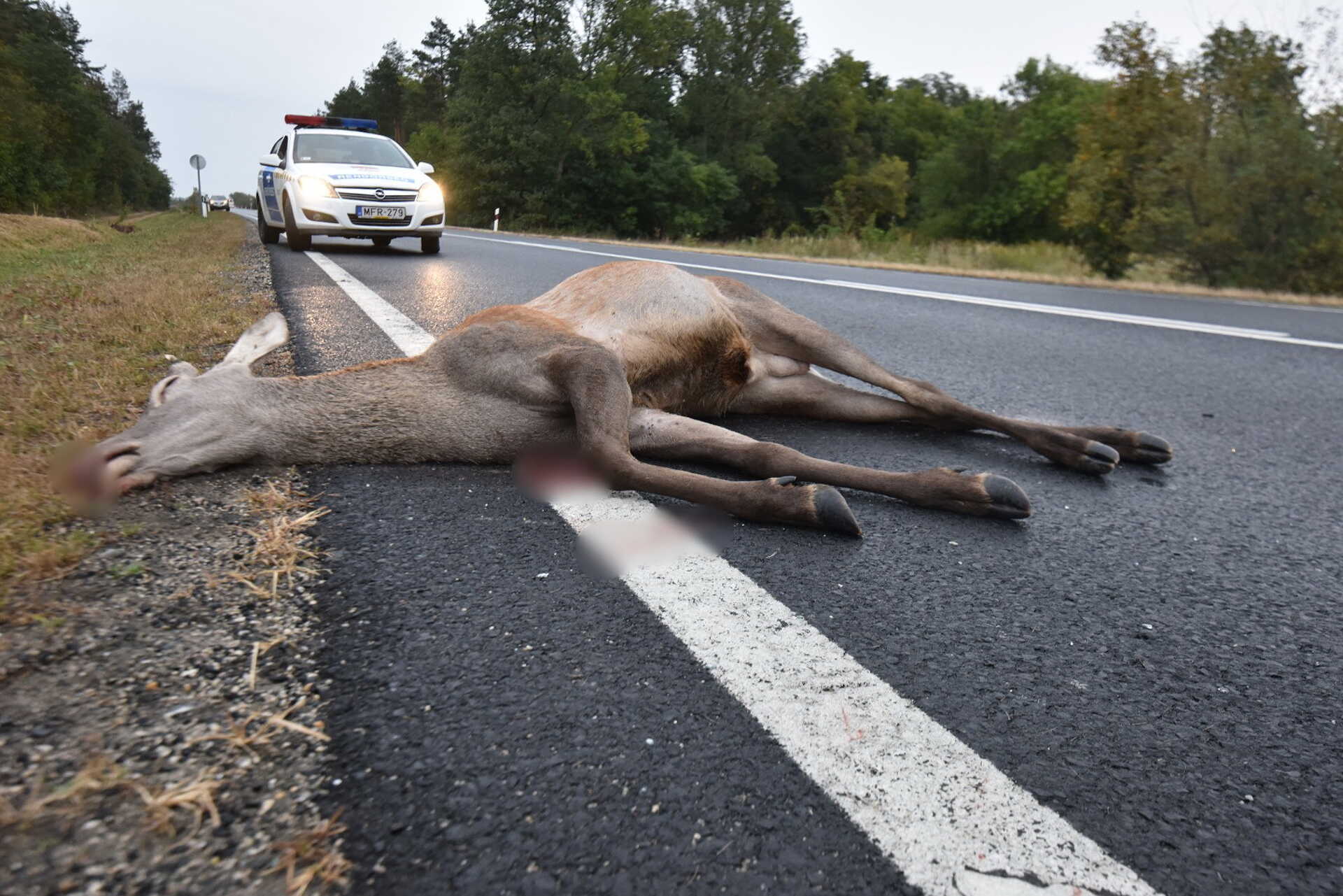 Szarvas ütközött Volvóval a 89-es úton